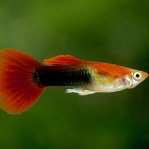 Poecilia ret.   Guppy red tuxedo M